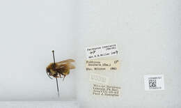 Image de Bombus insularis (Smith 1861)