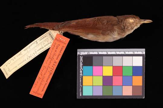 Imagem de Trichastoma celebense connectens (Mayr 1938)