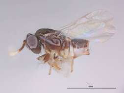 Image of Tanaostigmodes sonorensis La Salle 1987