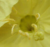 Imagem de Oenothera hartwegii subsp. pubescens (A. Gray) W. L. Wagner & Hoch