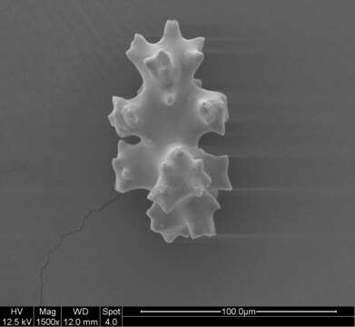 Image of Pleurocorallium niveum (Bayer 1956)