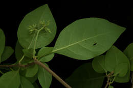 Image of Nyctaginaceae