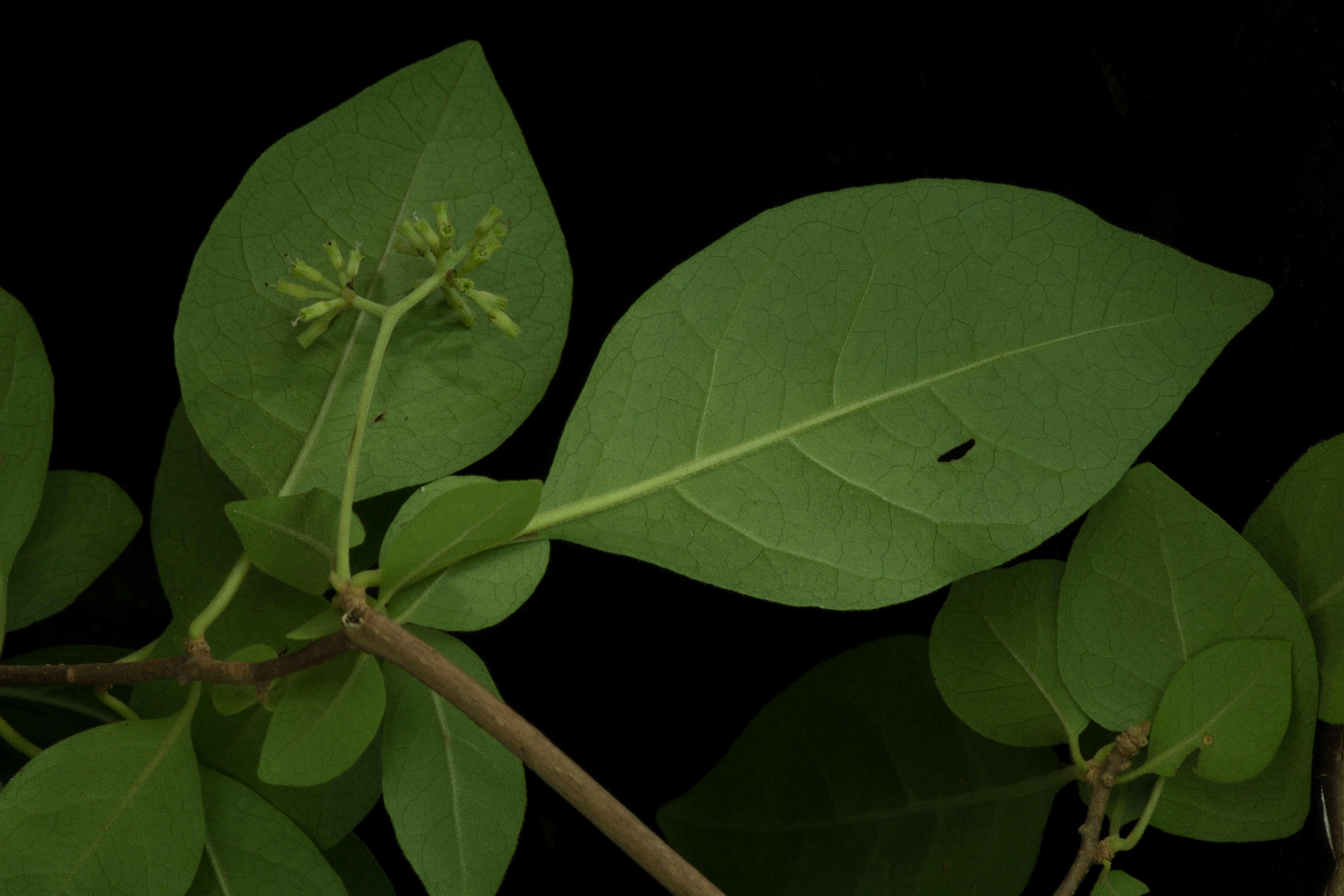 Image of Nyctaginaceae