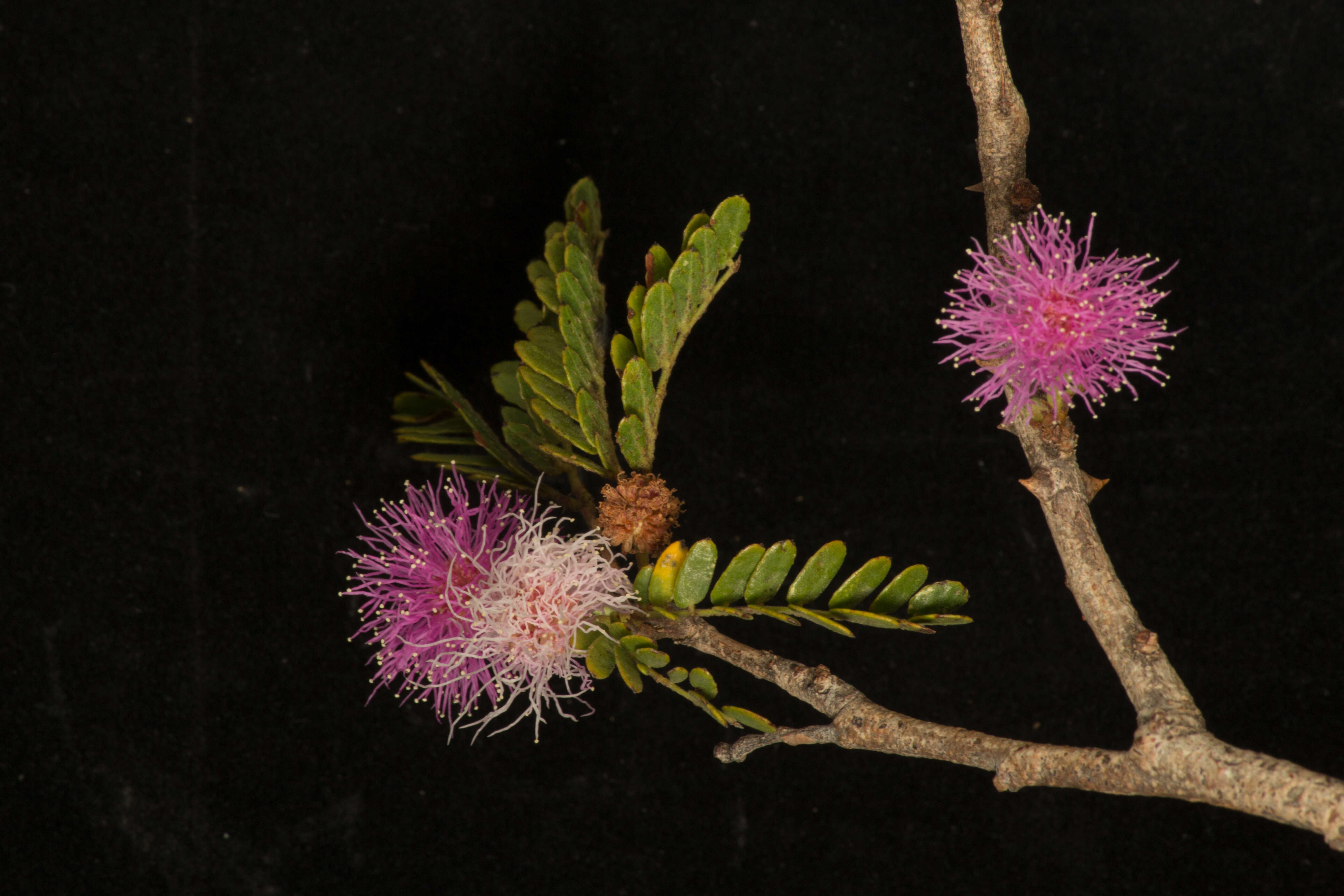 Image of <i>Mimosa tricephala</i> var. <i>nelsonii</i>