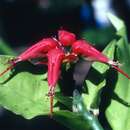 Image of Pedilanthus tithymaloides subsp. tithymaloides