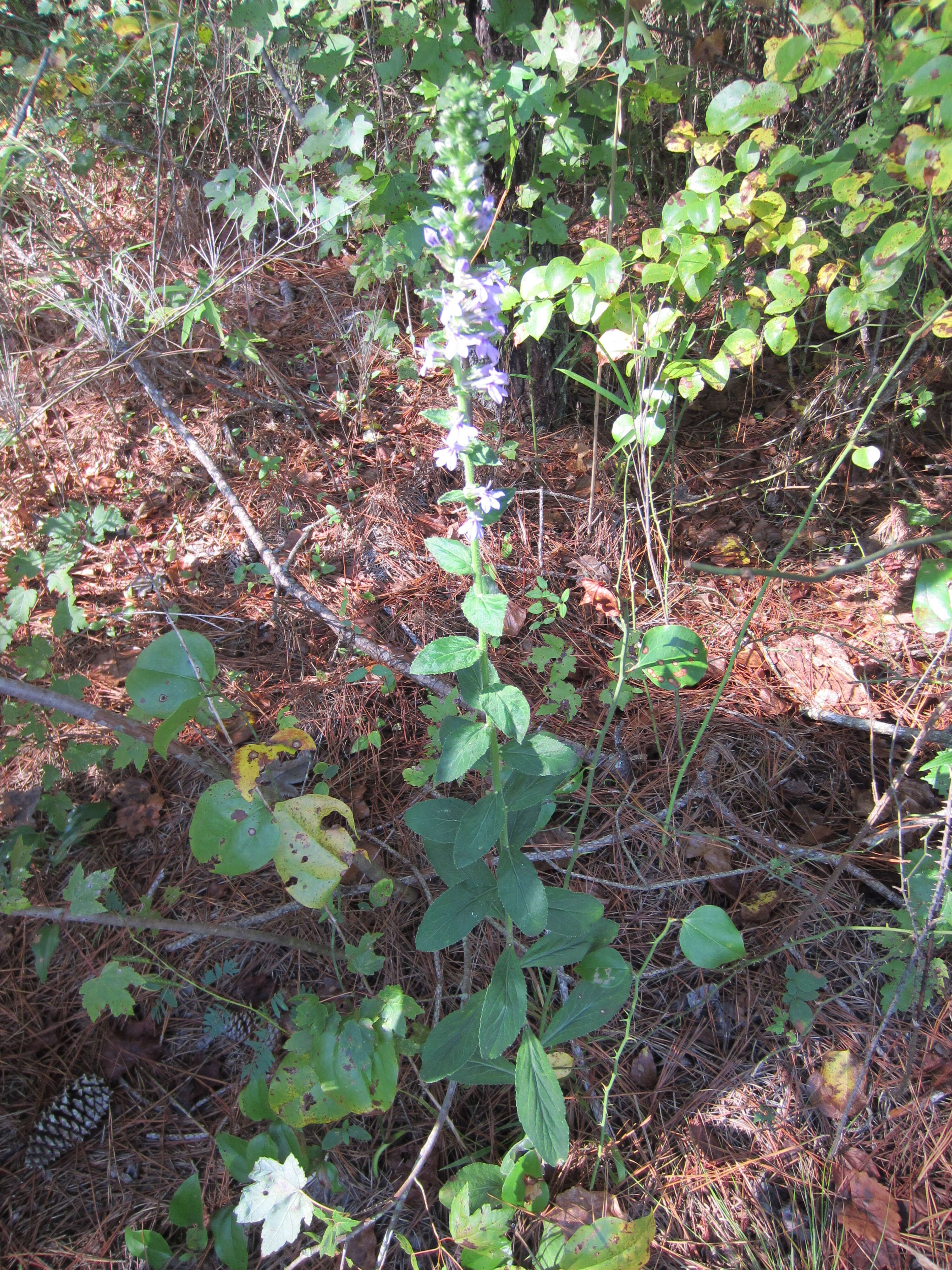 Image de Lobelia puberula Michx.