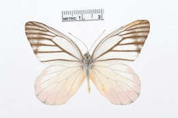 Image of Delias hyparete (Linnaeus 1758)