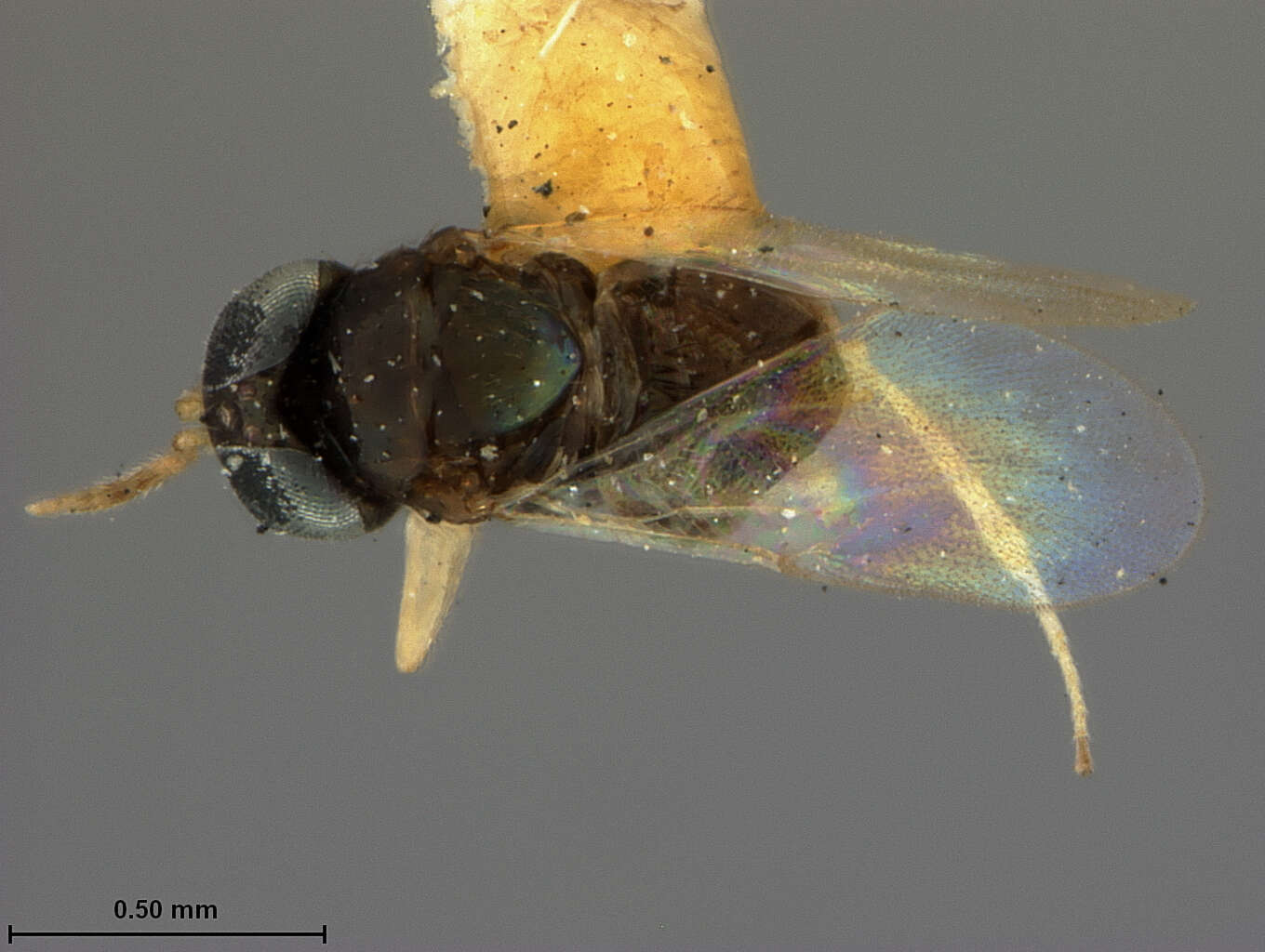 Image of Parasitoid wasp