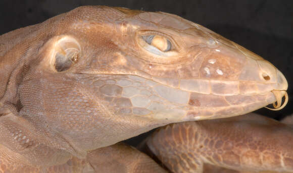 Image of Ameiva fuliginosa (Cope 1892)