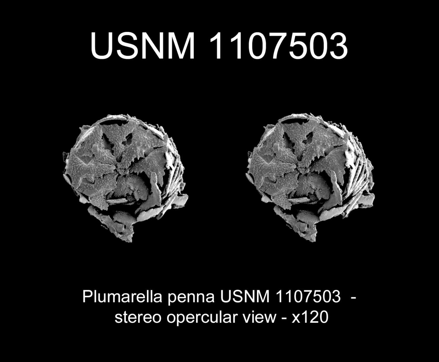 Image of Plumarella penna (Lamarck 1815)