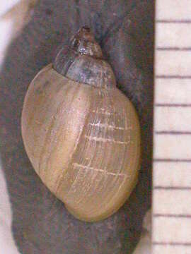 Image of Physa showalterii