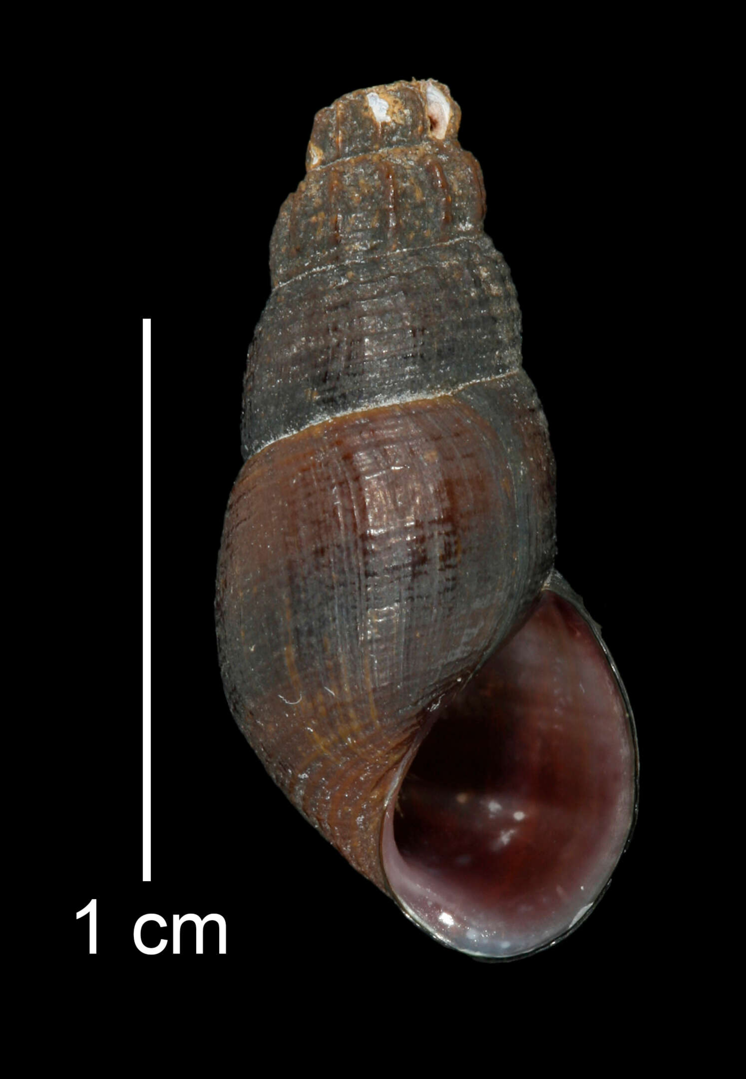 Image of Juga plicifera (I. Lea 1838)