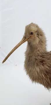 Image of Southern Brown Kiwi