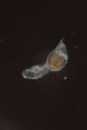 Image of Polycystidae