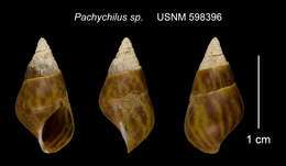 Image of Pachychilus I. Lea & H. C. Lea 1851