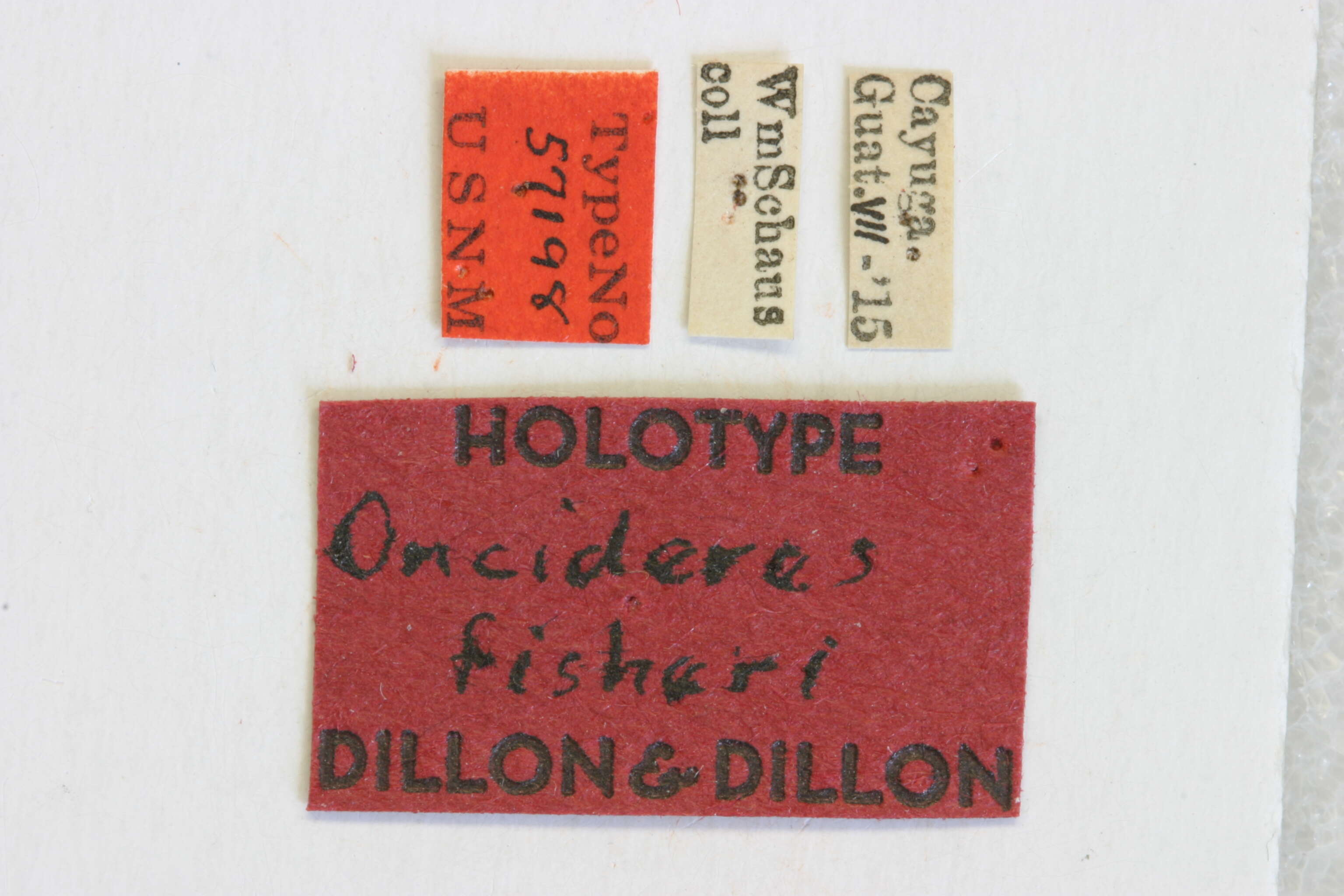 Image of Oncideres fisheri Dillon & Dillon 1946