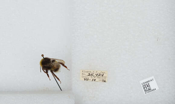 Image of White-tailed bumblebee