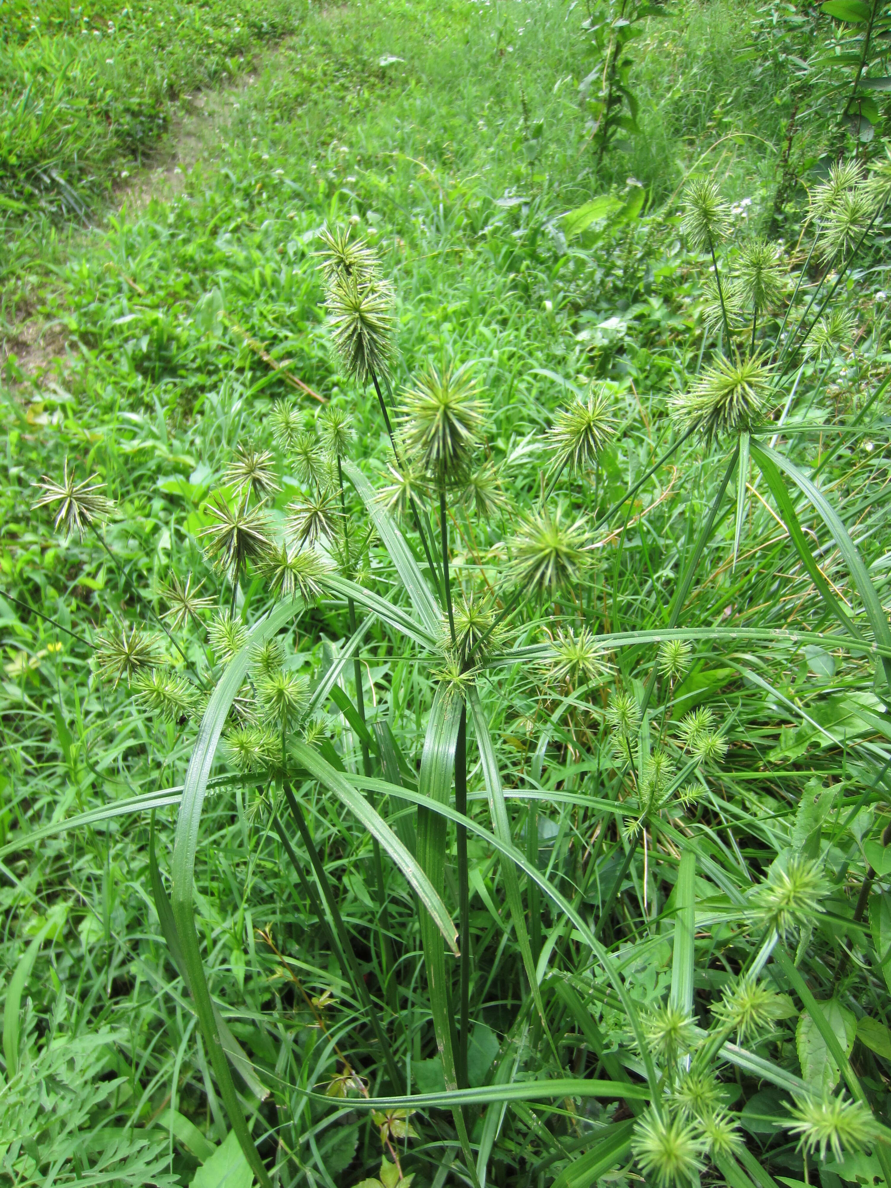 Image of manyflower flatsedge