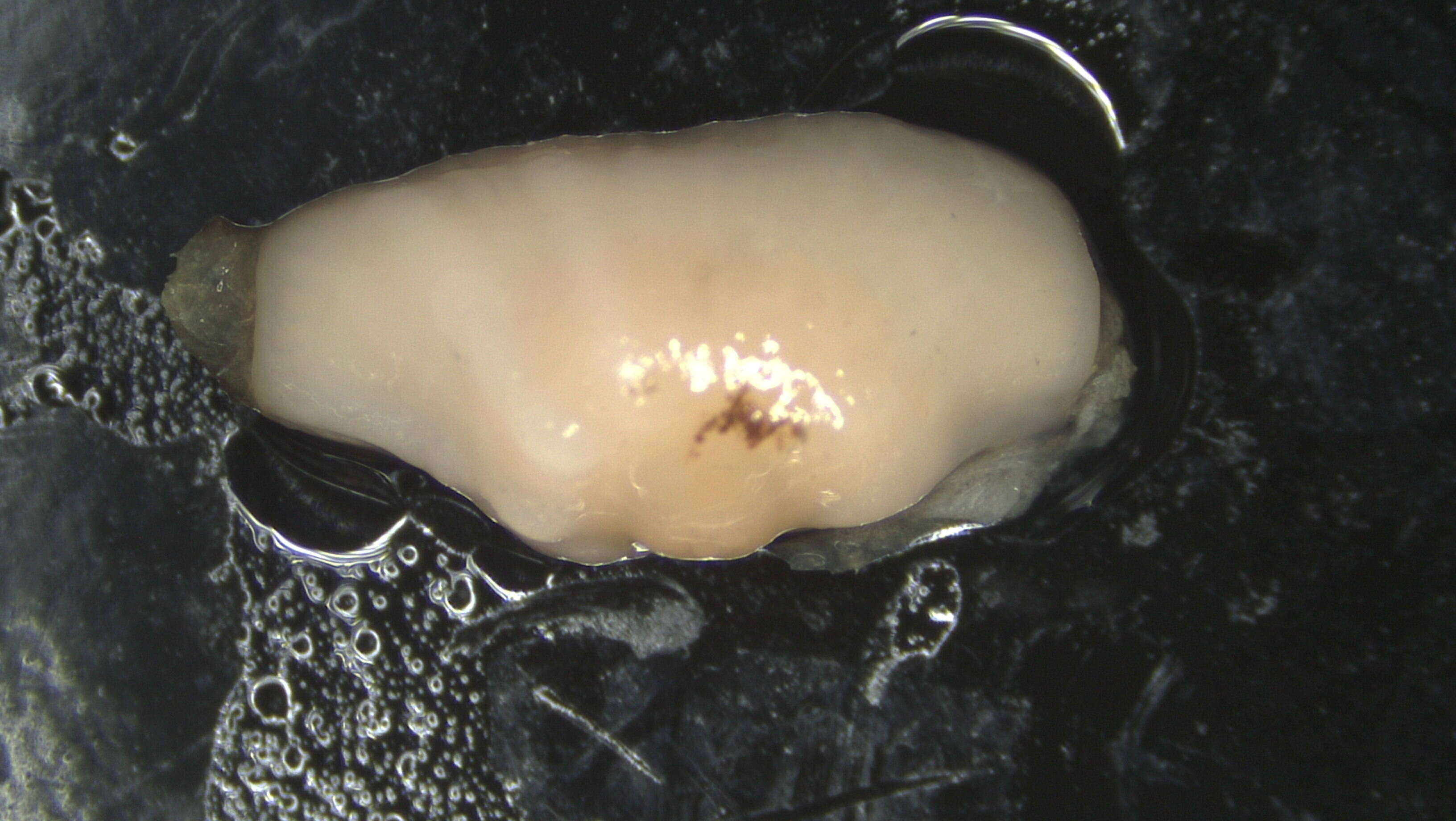 Image of Actiniaria