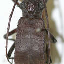 Centruroides bulbifera Breuning 1940的圖片