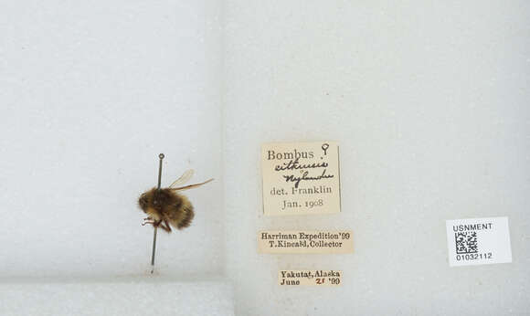 Image de Bombus sitkensis Nylander 1848