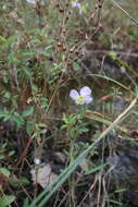 Imagem de Rhexia mariana var. exalbida Michx.