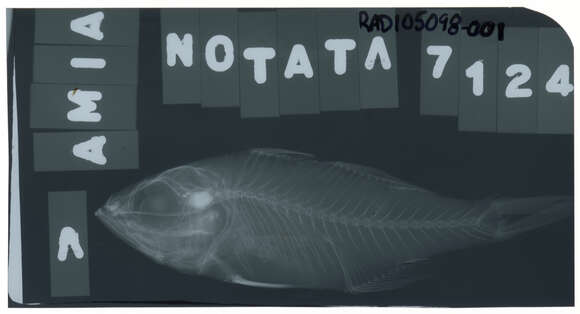 صورة Ostorhinchus notatus (Houttuyn 1782)