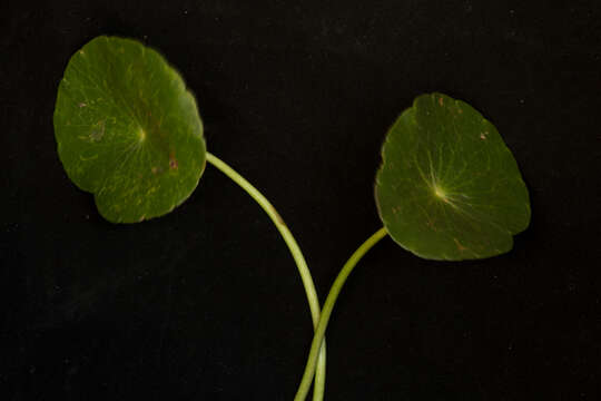 Image of largeleaf pennywort