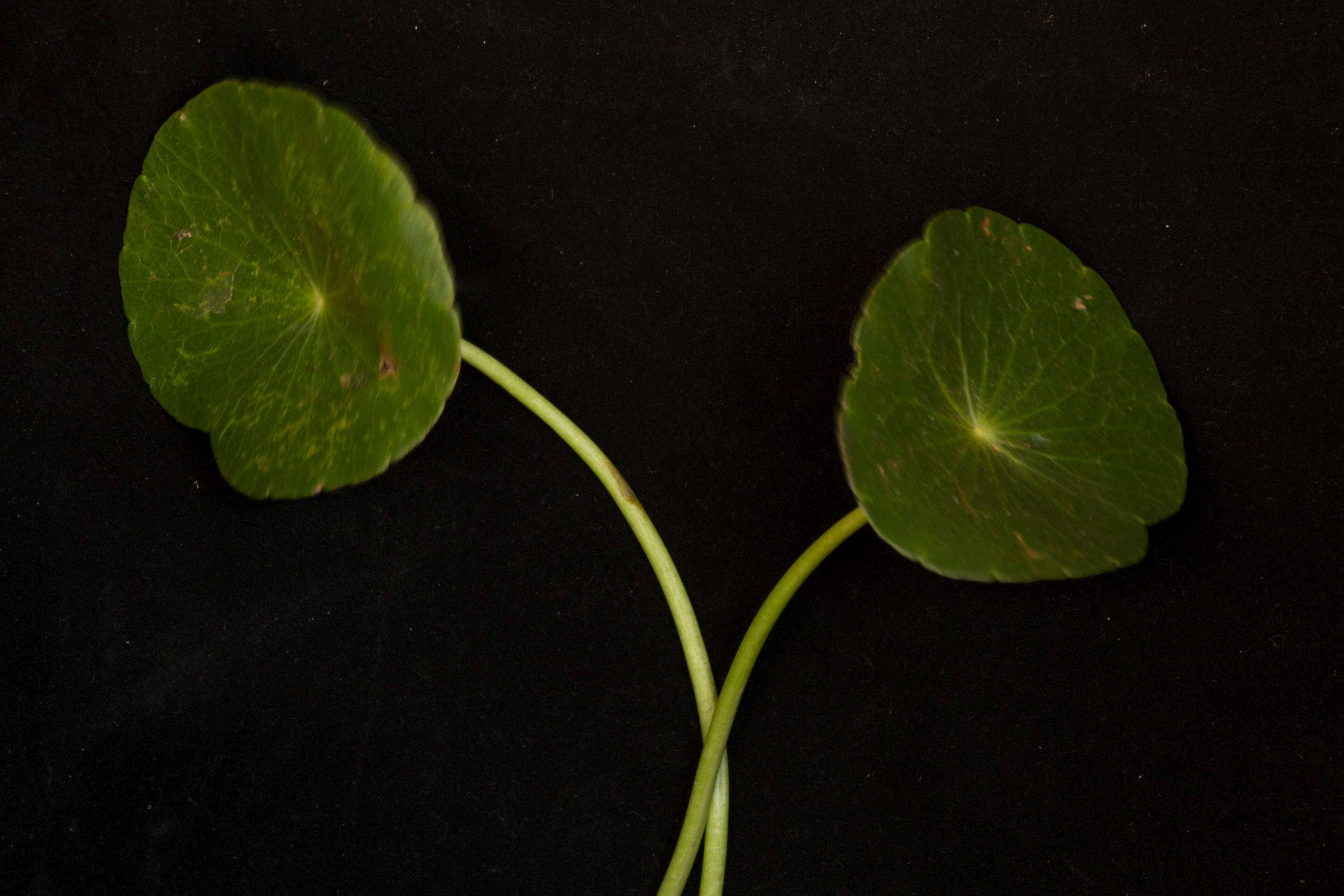 Imagem de Hydrocotyle bonariensis Commerson ex Lam.