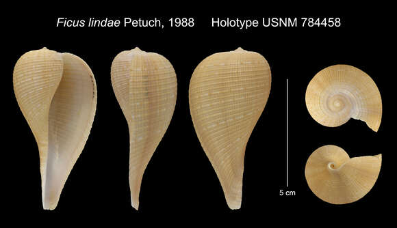 Image de Ficus papyratia lindae Petuch 1988