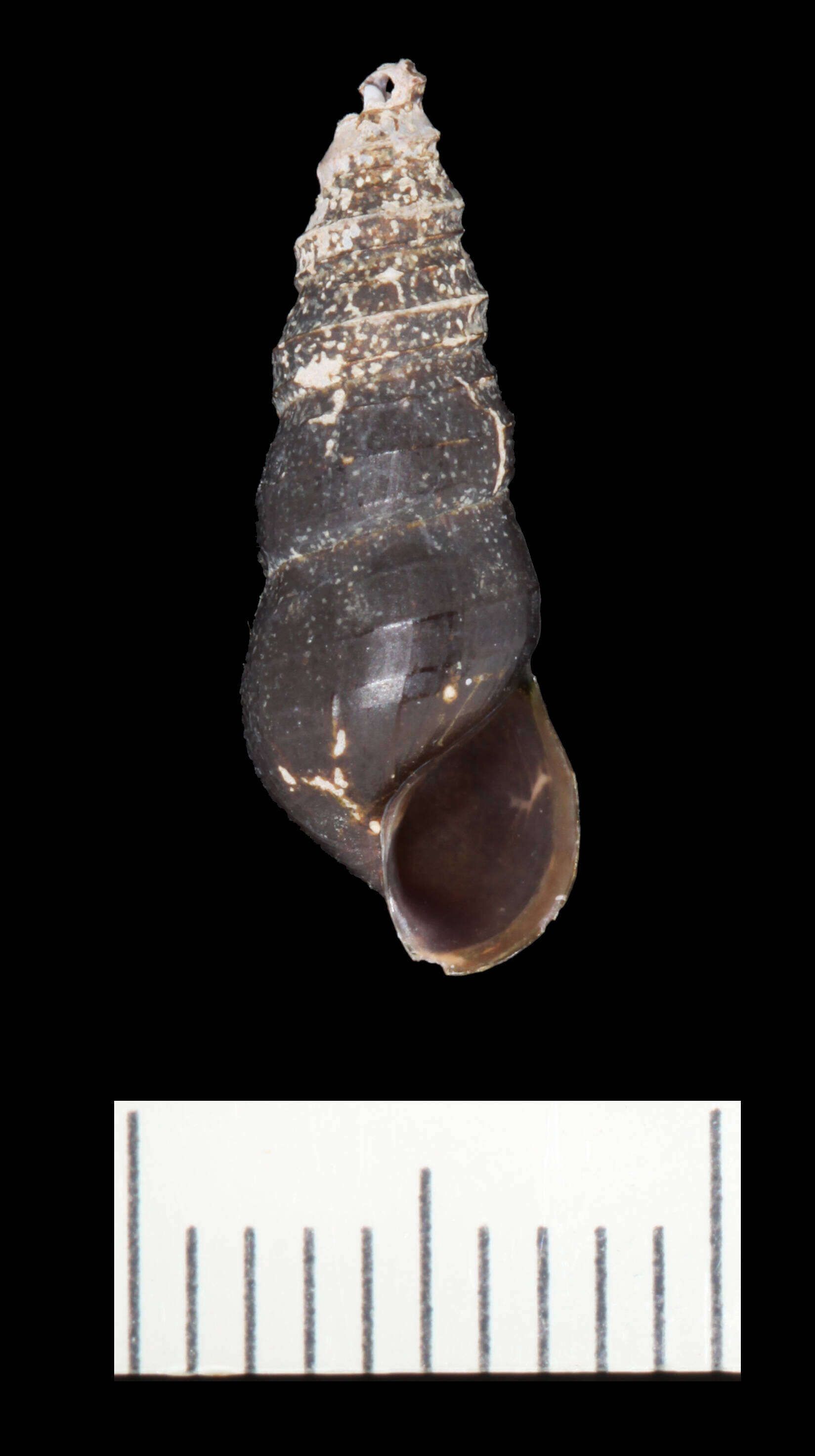 Image of Elimia bellacrenata (Haldeman 1841)