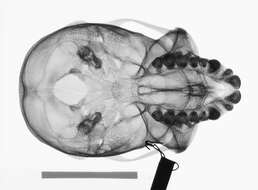 Image of Cercopithecus cephus cephodes Pocock 1907