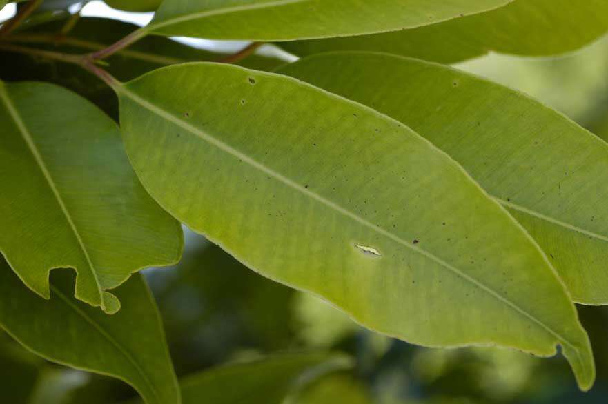 Image of Java plum