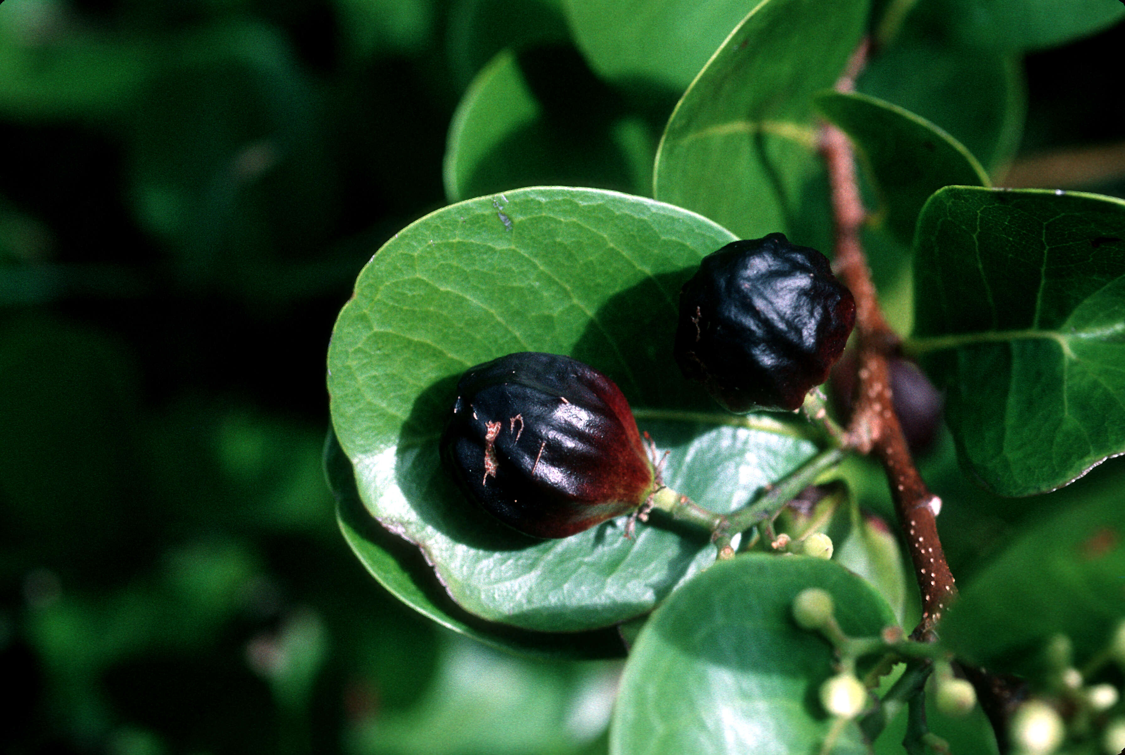 Chrysobalanus resmi