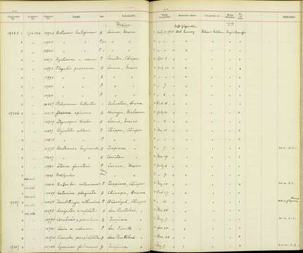 Image of Bartramia Lesson & R 1831