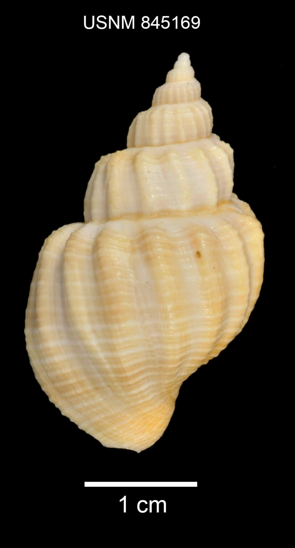 صورة Sydaphera undulata (G. B. Sowerby II 1849)