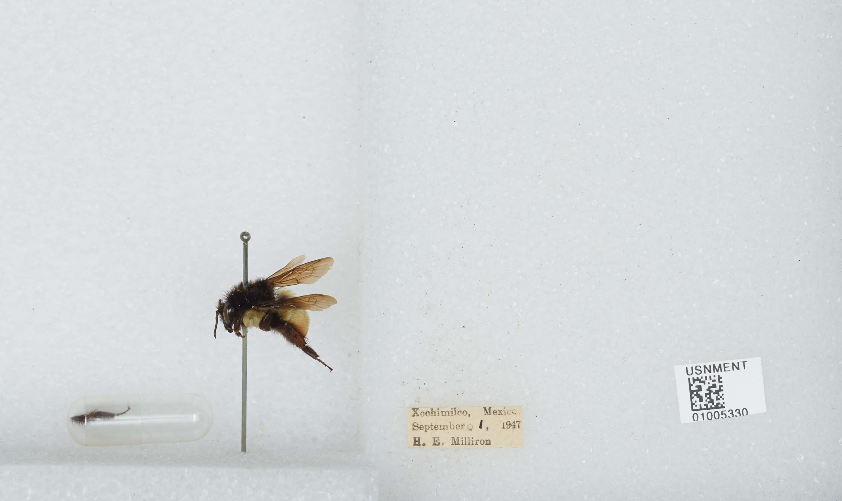 Bombus ephippiatus Say 1837 resmi