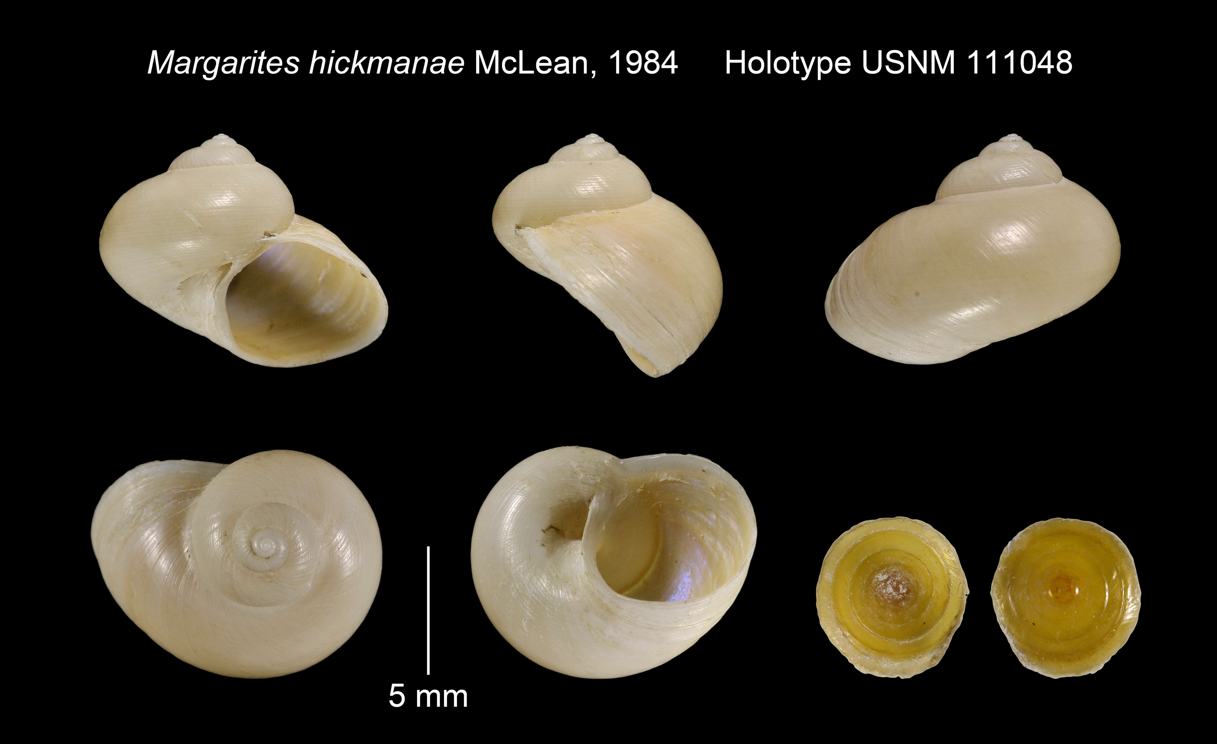Image of Margarites hickmanae J. H. McLean 1984