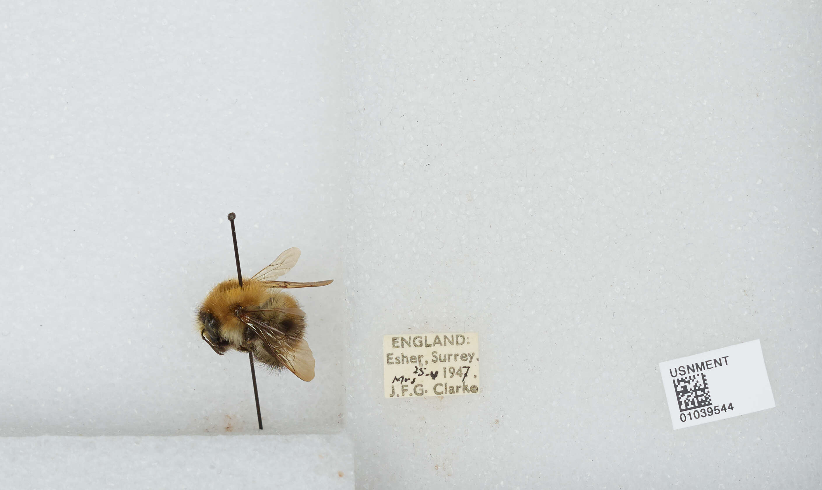 Image of Common carder bumblebee