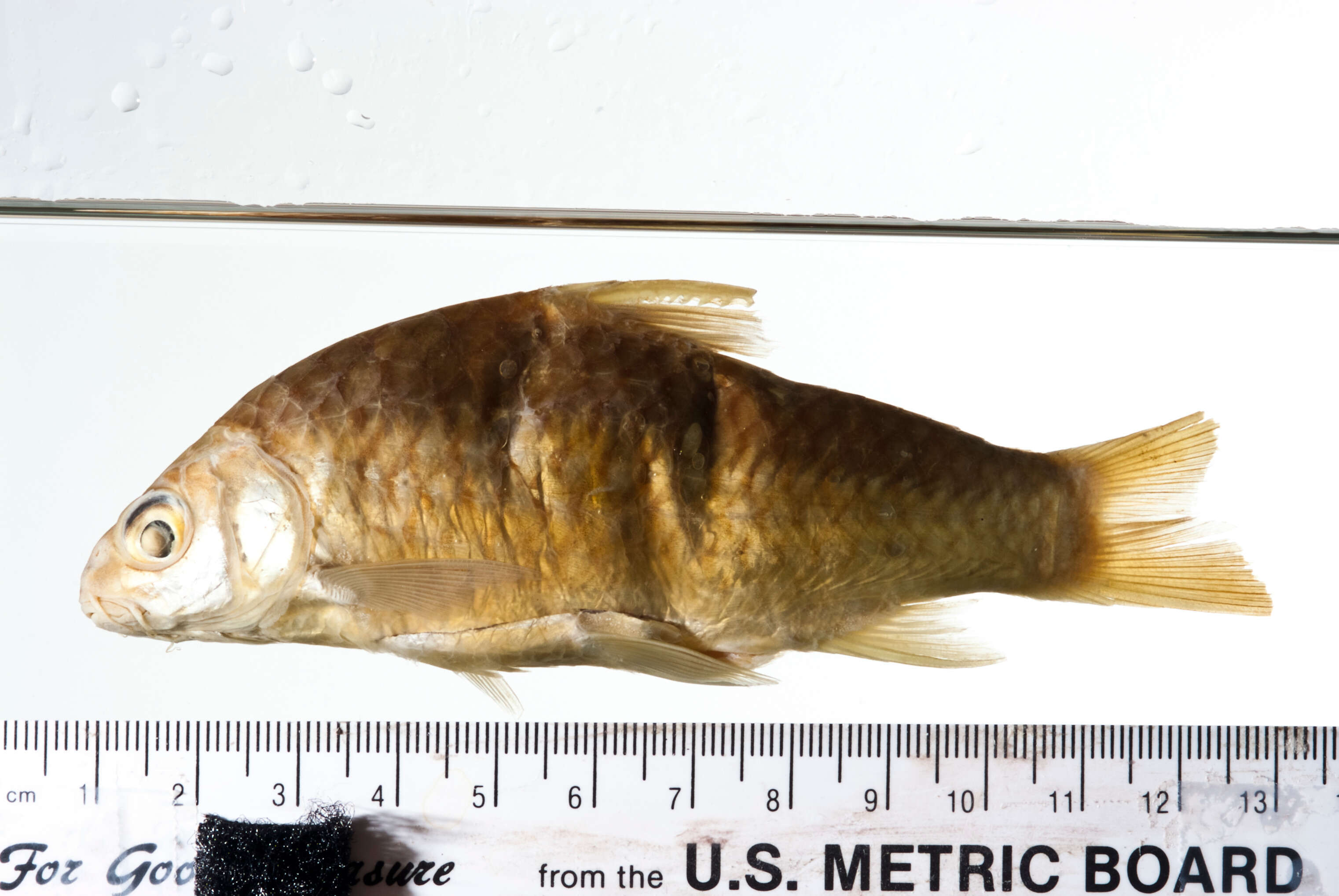 Image of Goldfin tinfoil barb