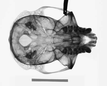 Plancia ëd Trachypithecus cristatus cristatus (Raffles 1821)