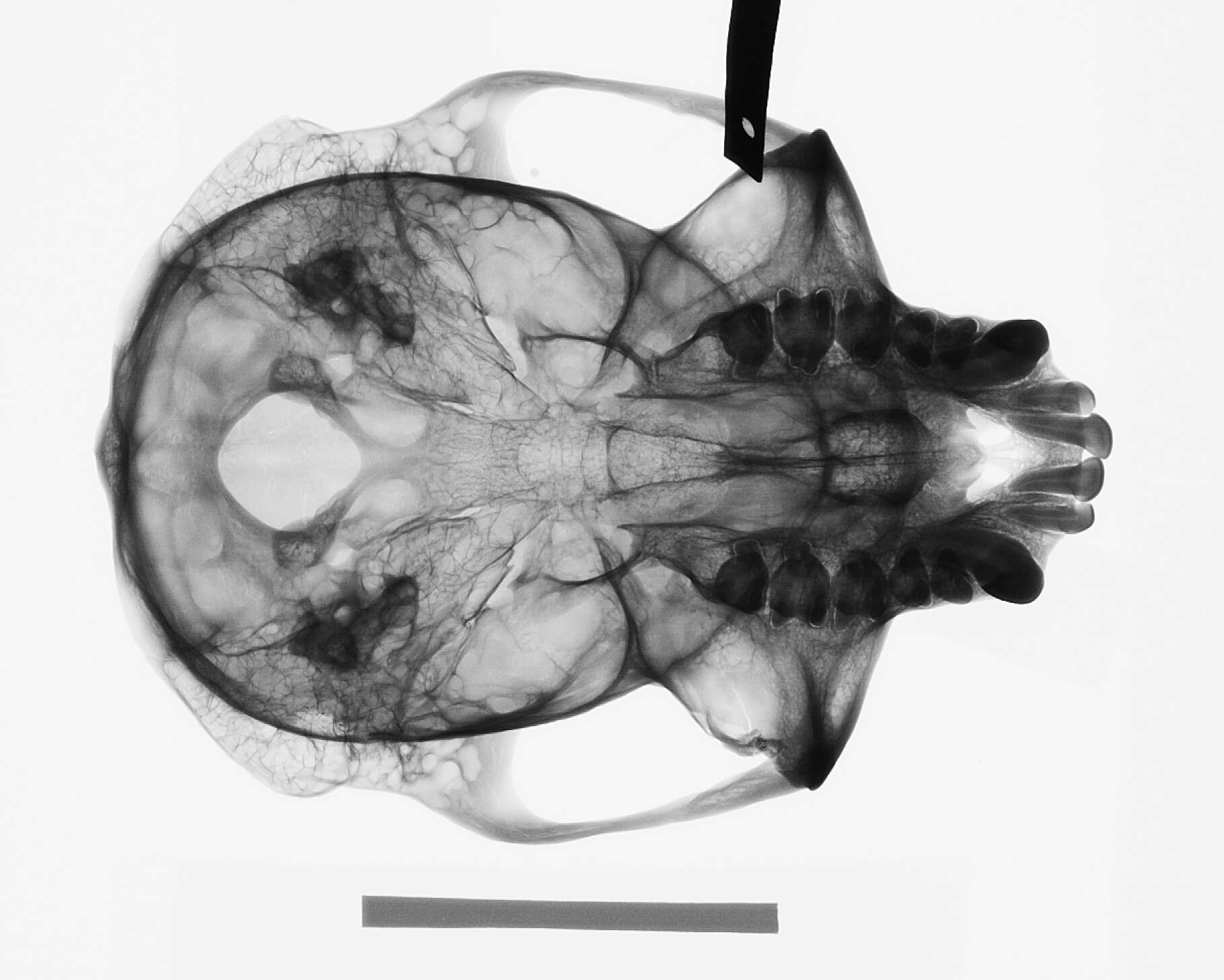 Image of Trachypithecus cristatus cristatus (Raffles 1821)