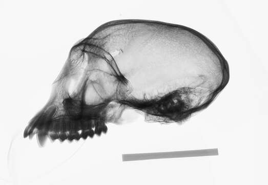 Image of Trachypithecus cristatus cristatus (Raffles 1821)