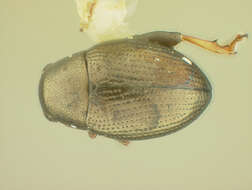 Image of Chaetocnema fuscata R. White 1996