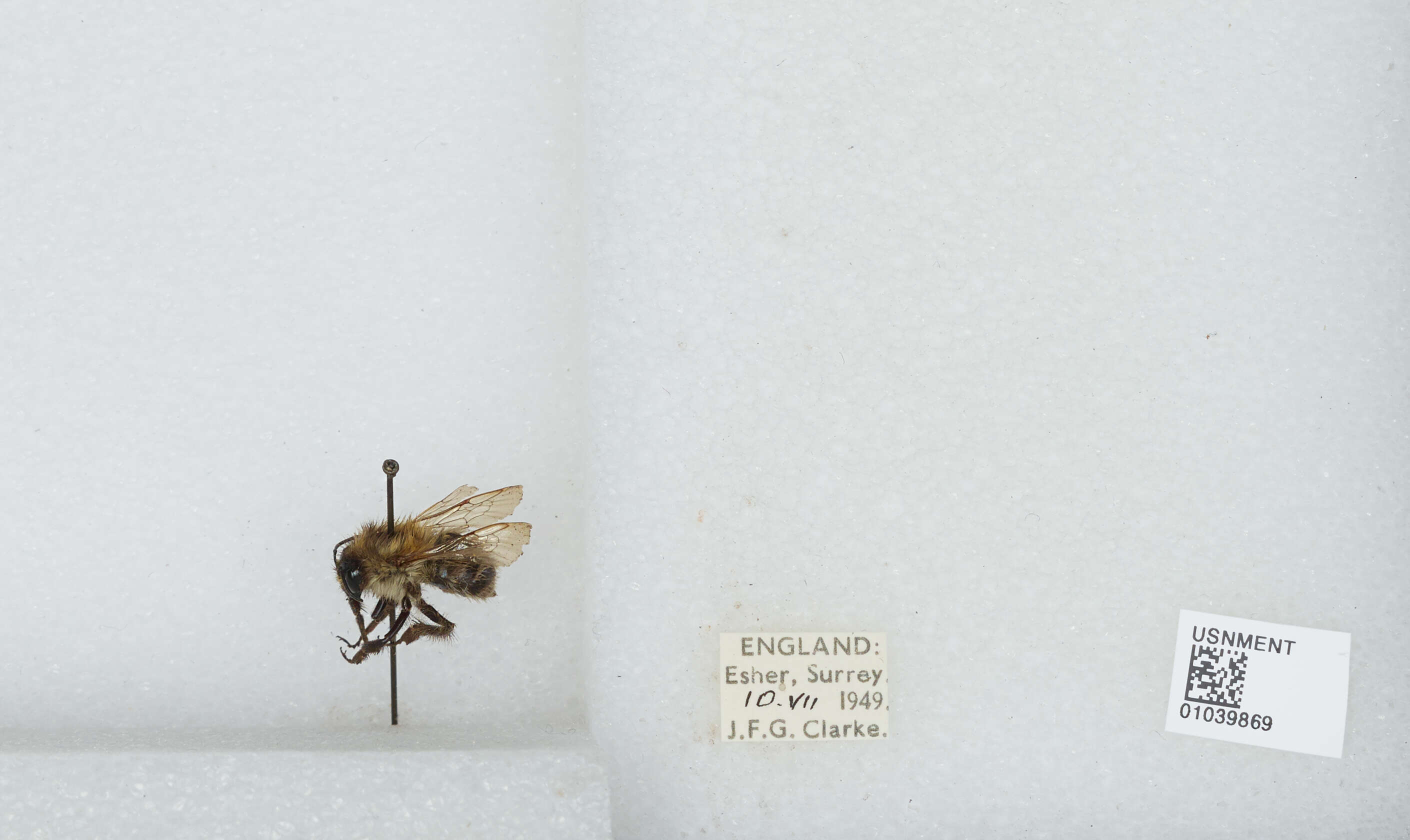 Image of Common carder bumblebee