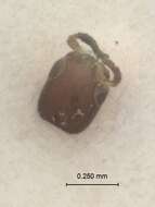 Imagem de <i>Cephalonomia hyalinipennis</i>