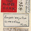 Слика од Cathetopteron amoena Hamilton 1896