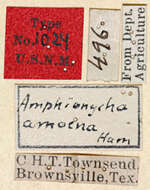 Image of Cathetopteron amoena Hamilton 1896