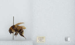 Imagem de Bombus diversus Smith 1869