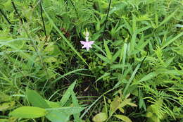 Image of Tuberous Grasspink